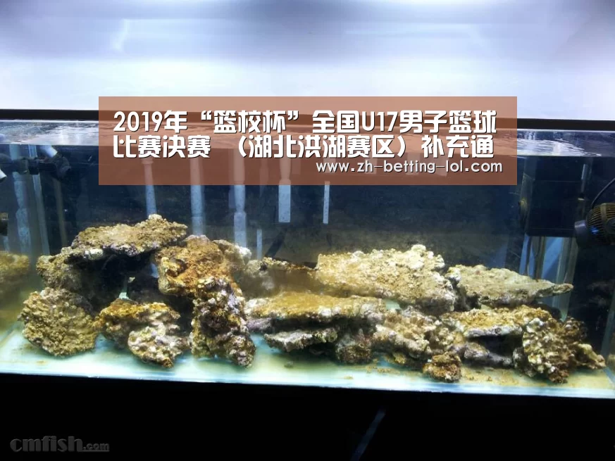 2019年“篮校杯”全国U17男子篮球比赛决赛 (湖北洪湖赛区)补充通知【 LOL全球总决赛下注官方网站】(图2) LOL全球总决赛下注官方网站